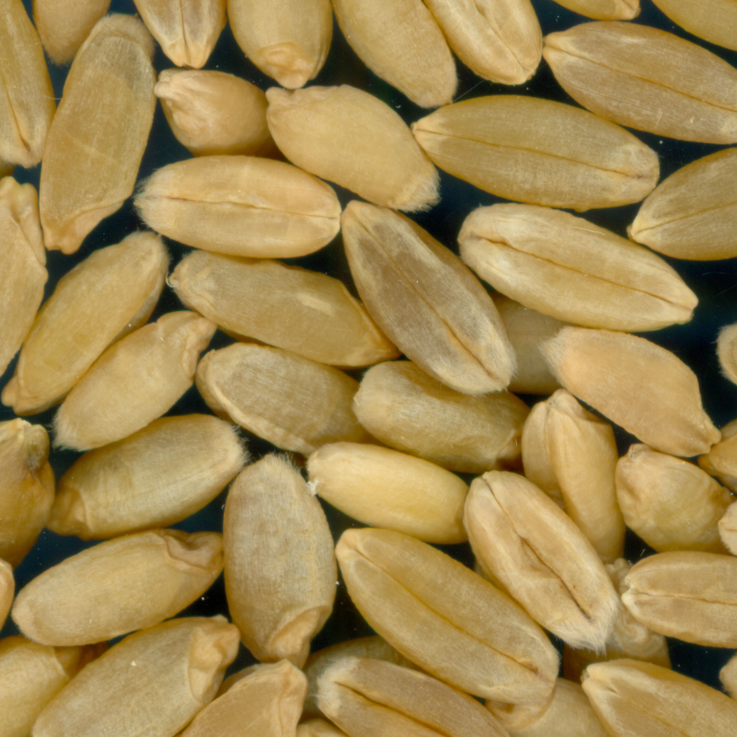 Click for 3 image(s) for this accession. KERNELS